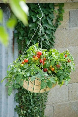 Garden plants with grow bag in chennai - yazhini garden