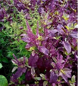 herbal-plants