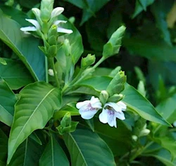 herbal-plants