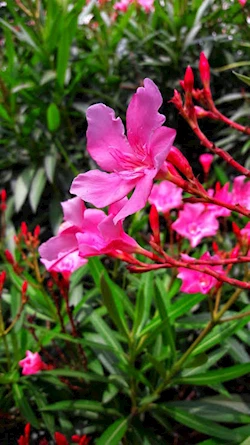 flowering-plants