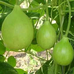 gourd-varieties-