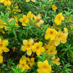 flowering-plants