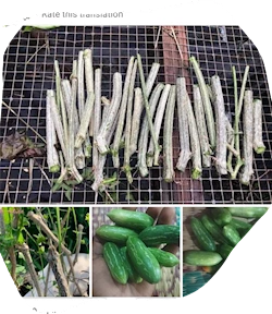 vegetable-sapling-cutting