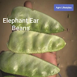 bean-varieties