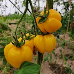 tomato-varieties
