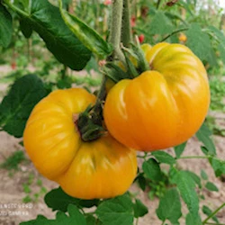 tomato-varieties