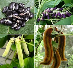 bean-varieties